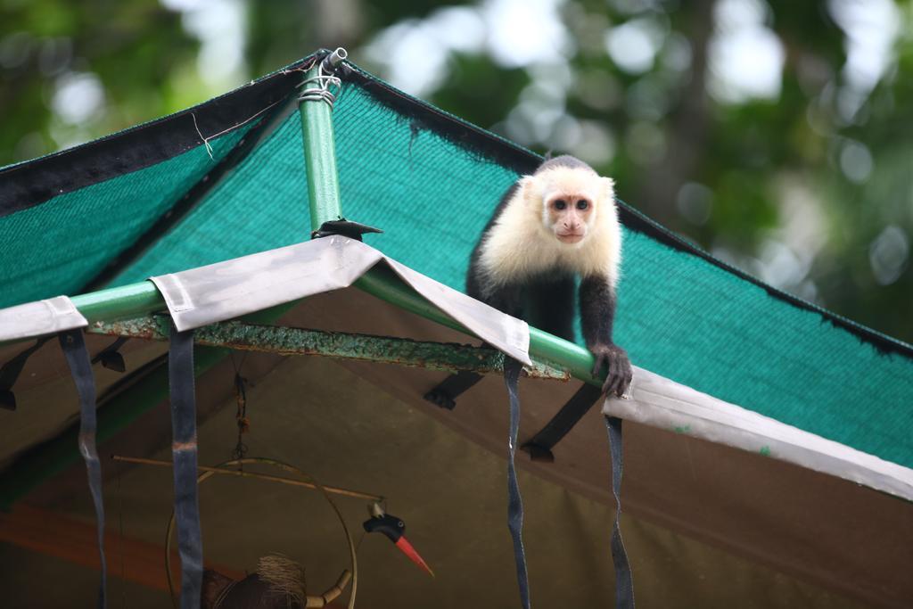 Rafiki Beach Camp Matapalo  エクステリア 写真